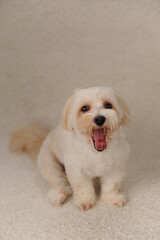 beige maltipu sits on a beige background in the studio