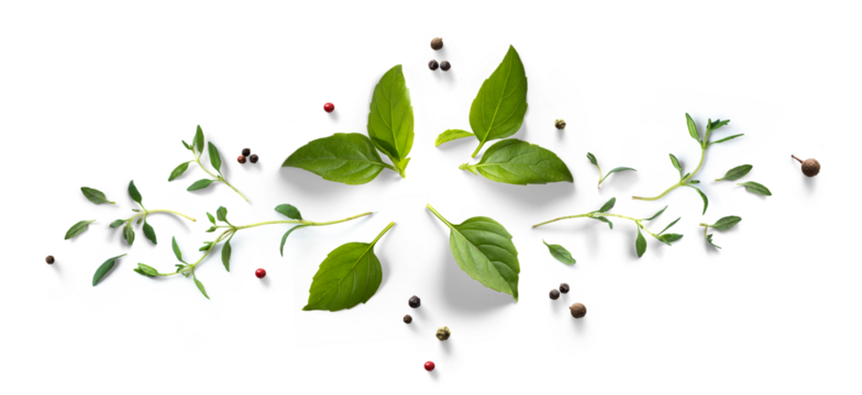 Collection of fresh herb leaves. thymeand basil Spices, herbs on a white table. PNG Food background design element with transparent shadow on transparent background.