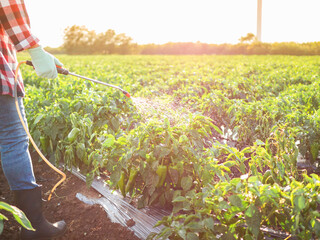 Bio vegetables on a small family farm. Close up Farmer spraying garden farm with pesticide sprayer against the sun on a sunset. Agriculture fertilizer spraying insecticide. Small rural business  - obrazy, fototapety, plakaty