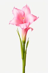 Pretty Sword Lily Flower Blooming in Gentle Pink Color. Isolated on White Background. Generative AI
