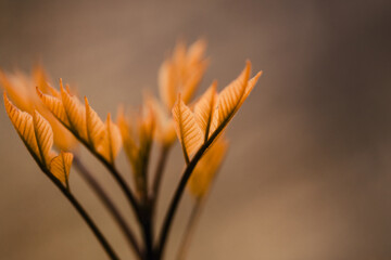 New leaves begin to bud out on a tree in the spring.