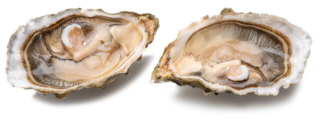 Opened raw oysters isolated on white background. Delicacy food. © Екатерина Иванова