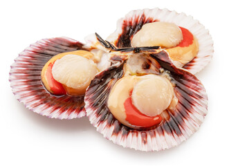 Edible raw opened scallops isolated on white background. Delicacy food. File contains clipping path. © Екатерина Иванова