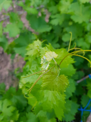 Branch of lush green vine growing