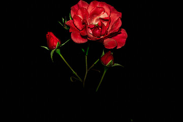 Obraz premium Flowers in macro photography on a black background.
