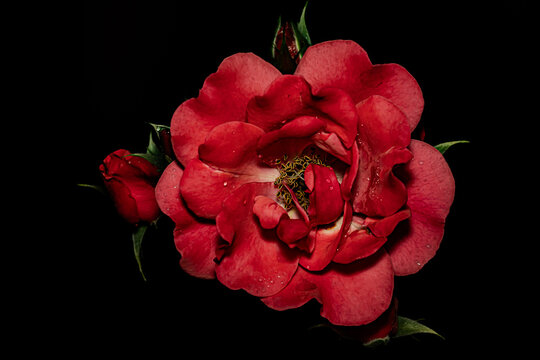 Flowers in macro photography on a black background.