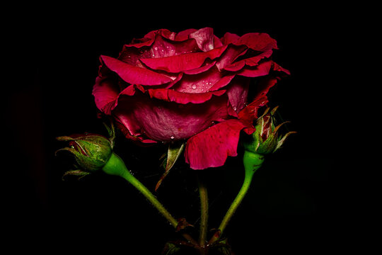 Flowers in macro photography on a black background.