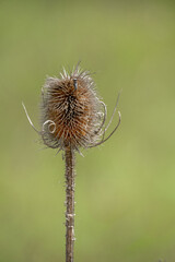 close-up of golden brown flower seed heads of winter Wild Teasel (Dipsacus fullonum) thistle
