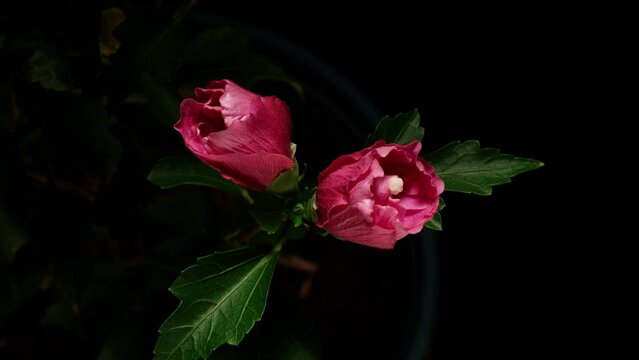 Time lapse footage of two pink Syrian Hibiscus syriacus flowers growing blossom from buds to full blossom then wilted isolated on black background, 4k close up  video.