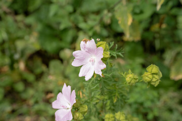 beautiful bloom of pink musk mallow (Malva moschata) flowers growing wild