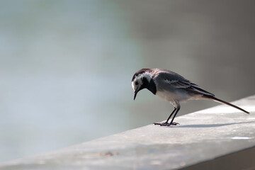 wagtail
