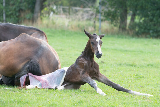 Delivery of a foal. Newborn foal coming out the membranes and stretching her legs. 