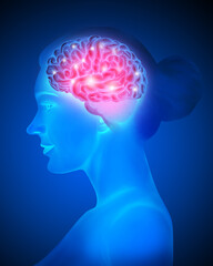 Human brain anatomy illustration
