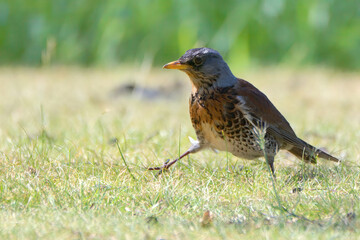 Young thrush