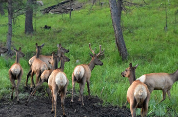 Small Herd of Elk Gathered Together in South Dakota