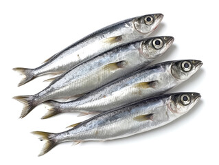 Sardines isolated on white background.