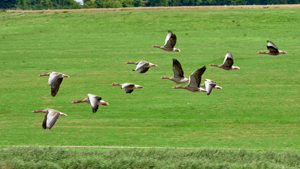 A flock of ducks flies over a green field