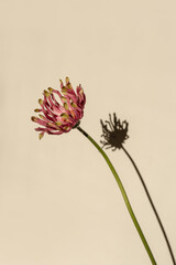 Pink gerber flower with aesthetic sunlight shadows on pastel beige background. Minimal stylish still life floral composition