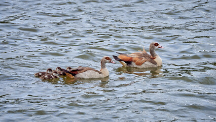 Ducks with brood swim on the lake
