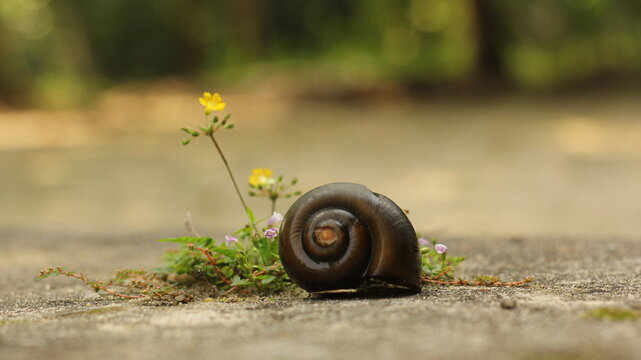 shells
Backwater shells
Backwater Snails
Freshwater snails
Aquatic life