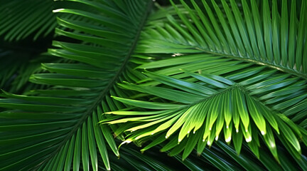 Naklejka na ściany i meble Palm leaves background