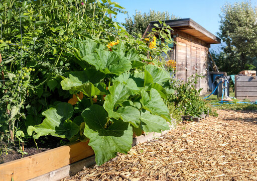 Large squash or gourd plant growing in raised garden plot in community garden with sunflowers, tomatoes and beans. Summer gardening background. Lush overgrown vegetable plants. Selective focus.