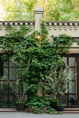 Fototapeta na wymiar Green plants and ivy foliage entwining part of low modern cafe or small shop with large windows and glass door
