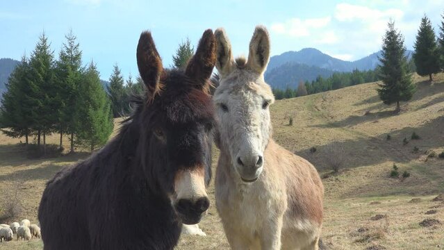 Portrait of donkeys couple in a mountain scenery