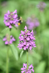 Very Pretty Blooming Purple Salvia Flower Blossom