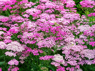 Achillea millefolium garden yarrow Summer Berries flowers © AngieC