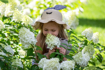 Fototapeta premium a girl in a hat walks in a garden of hydrangeas