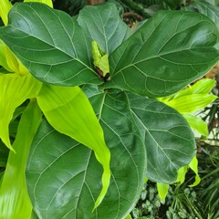 A close up of a plant
