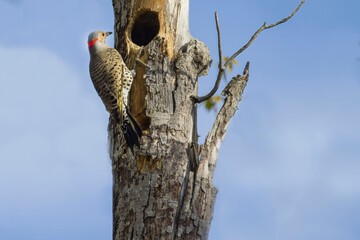 Obraz premium Northern Flicker on dead tree