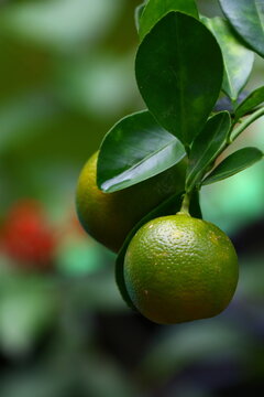 lime on tree
Tangerine 
Orange
Citrus fruits
Fruit Farming