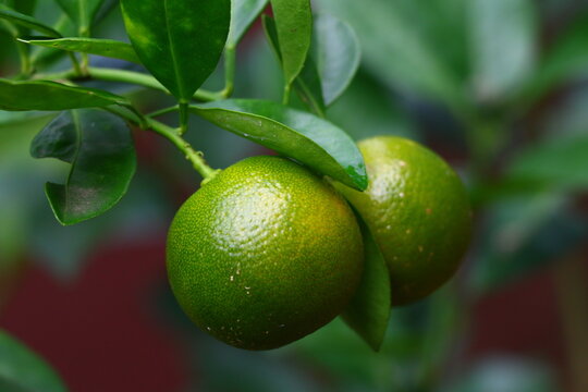 lemon on tree
lime on tree
Tangerine 
Orange
Citrus fruits
Fruit Farming