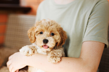 Cute puppies of the Maltipoo breed are resting in the arms of a girl on home. Beloved pet in the natural atmosphere.