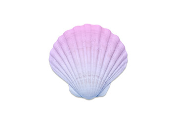 A beautiful seashell or scallop shell is toned in a blue-pink gradient. Sea shell isolated on transparent background.