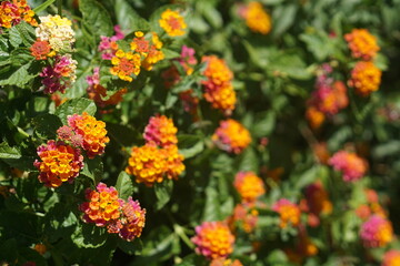 Lantana Camara, planta autóctona de Argentina.