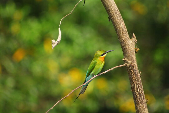 green bee eater
