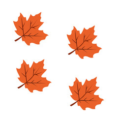 autumn leaves isolated on white
