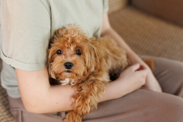Cute puppies of the Maltipoo breed are resting in the arms of a girl on home. Beloved pet in the natural atmosphere.