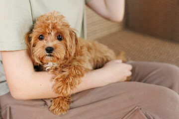 Cute puppies of the Maltipoo breed are resting in the arms of a girl on home. Beloved pet in the natural atmosphere.