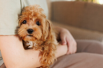 Cute puppies of the Maltipoo breed are resting in the arms of a girl on home. Beloved pet in the natural atmosphere.