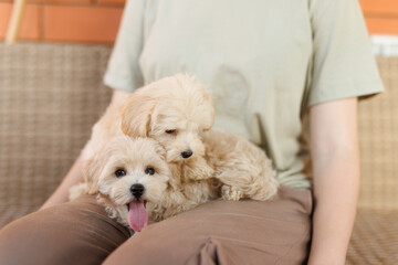 Cute puppies of the Maltipoo breed are resting in the arms of a girl on home. Beloved pet in the natural atmosphere.