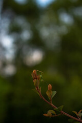 Autumn Bloom: Macro Close-up of Flowering Tree Branch in Sunlight