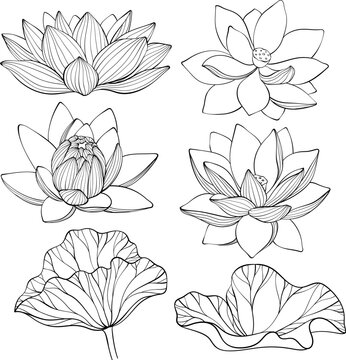 Seamless pattern with lotus. Black and white