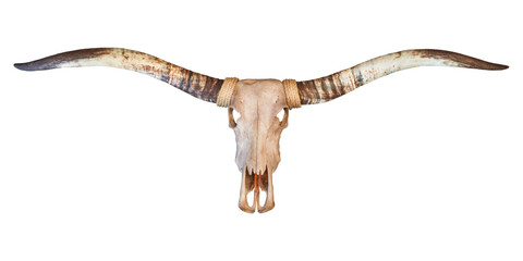 Skull of a longhorn bull - 629593077