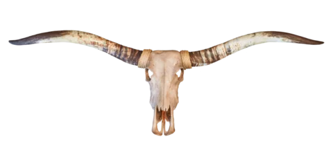 Papier Peint photo Buffle Skull of a longhorn bull