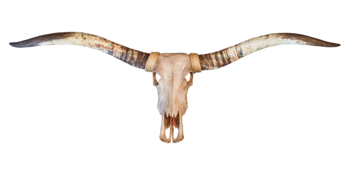 Skull of a longhorn bull