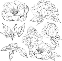 Set of Vintage peony flowers. Black and white